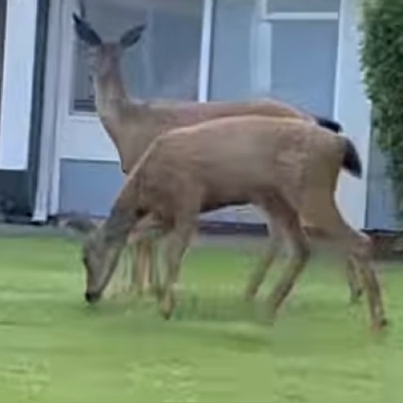 Meet your Posher, Sarah - Picture 1 of 1